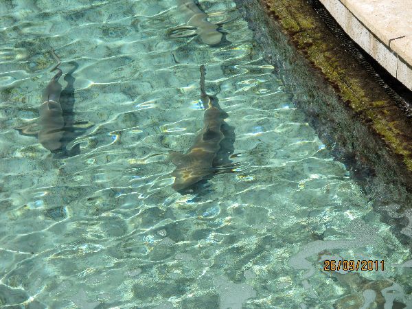 Haie im Hotel Atlantis