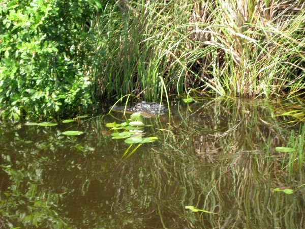 Everglades